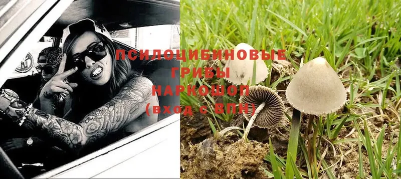 Галлюциногенные грибы Psilocybe  Павлово 